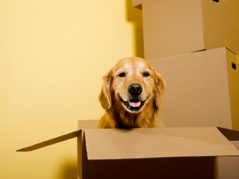 Essential Tips for Moving With Pets