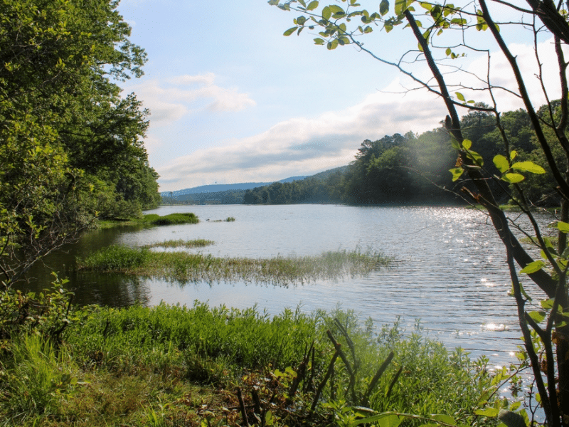 landscape in neighborhood in shelby county alabama