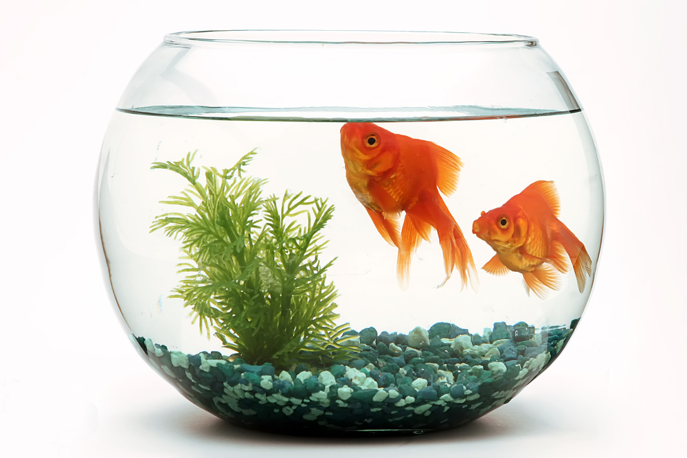 Follow These 6 Steps if You’re Moving with a Fish Tank