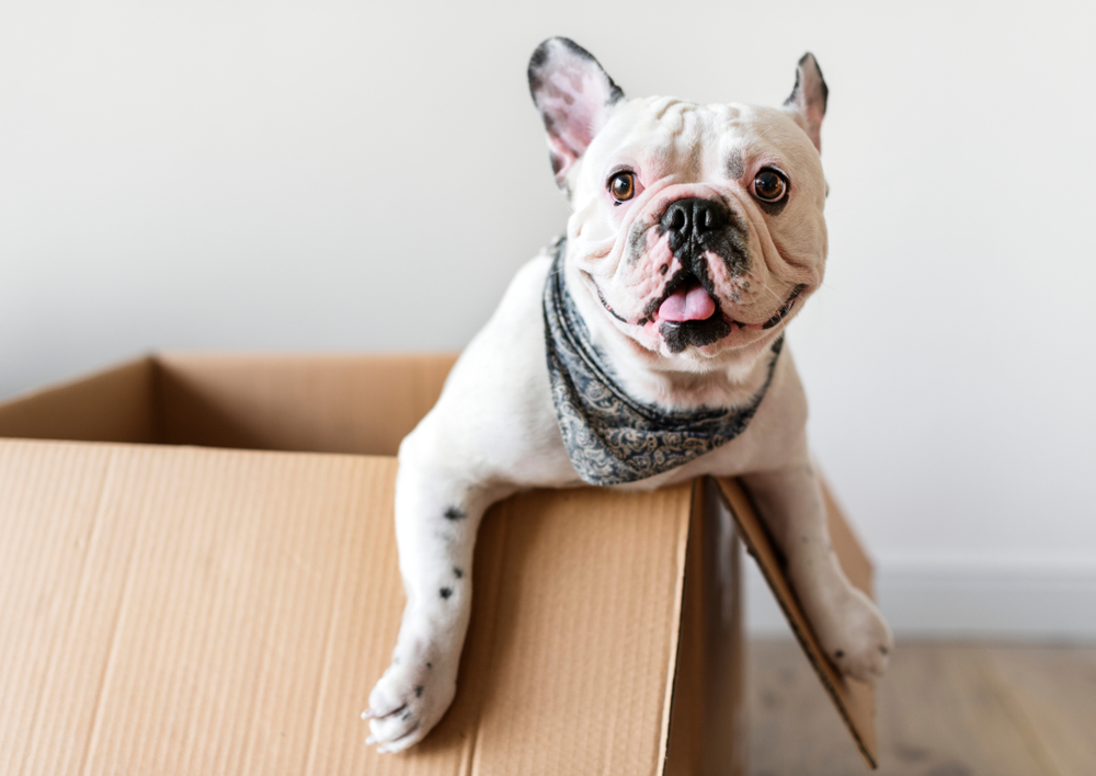 Happy looking dog sitting in cardboard box.