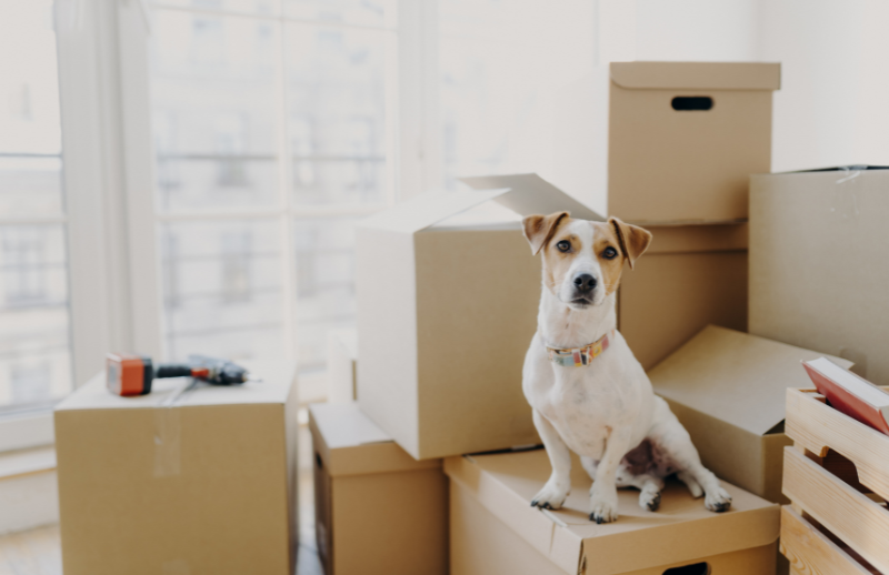 Moving With Ease: Tips for Keeping Your Pets Calm and Comfortable