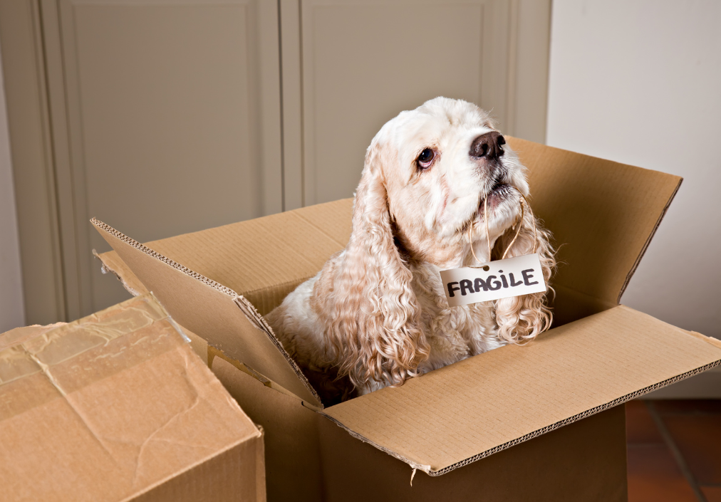 Moving With Pets with UNITS moving and portable storage of Grand Rapids Michigan