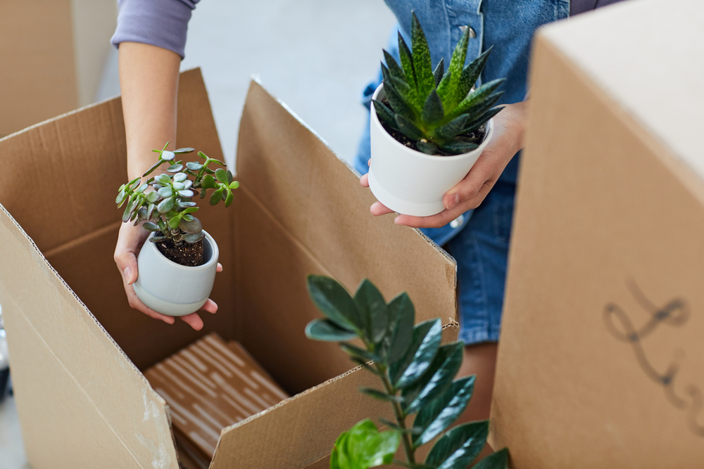 Person packing away house plants in a cardboard box.