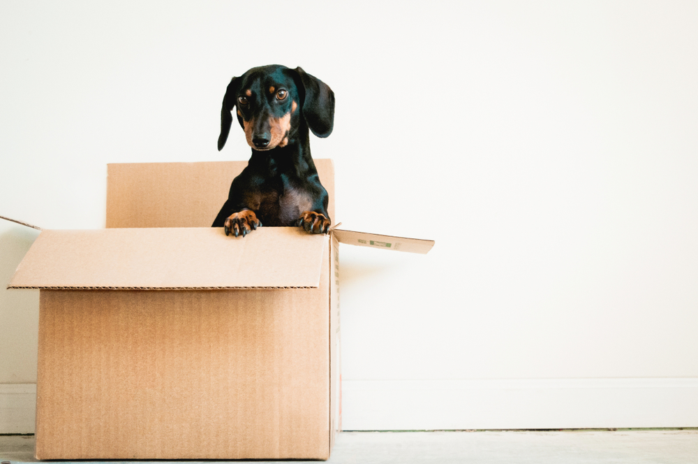 Dog in a cardboard box.