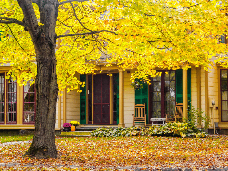 Tree with yellow leaves in the front yard of a house.