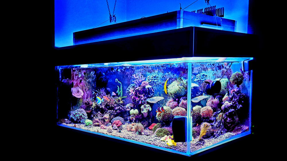 A aquarium that is lit up blue.