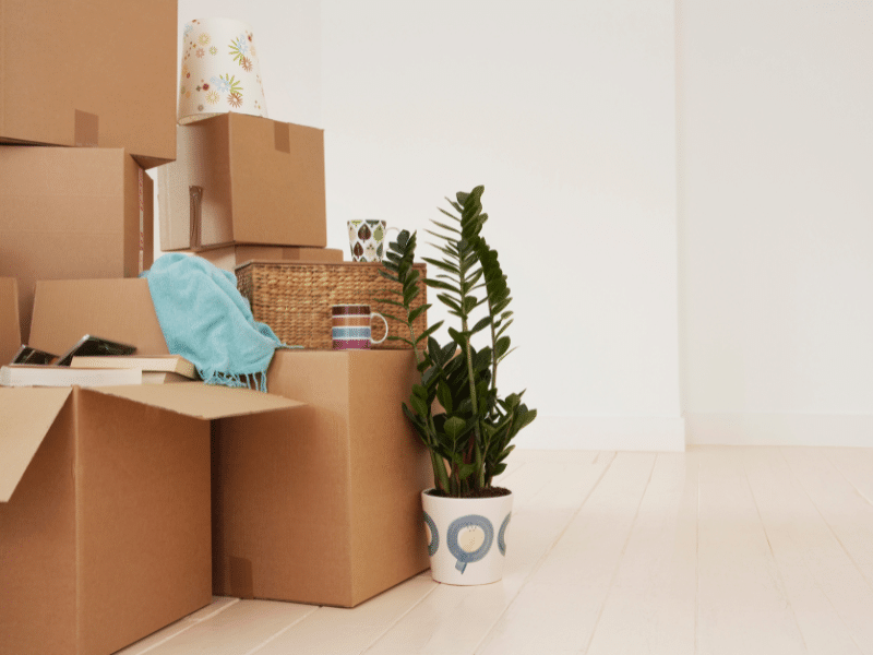 Cardboard boxes and a plant laying in a hallway.