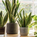 How to Move Plants to Your New Home in Northern Virginia