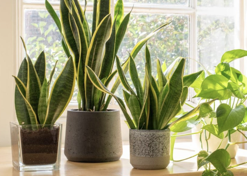 How to Move Plants to Your New Home in Northern Virginia