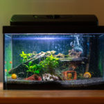 Safely Move Your Fish Tank With These Tips