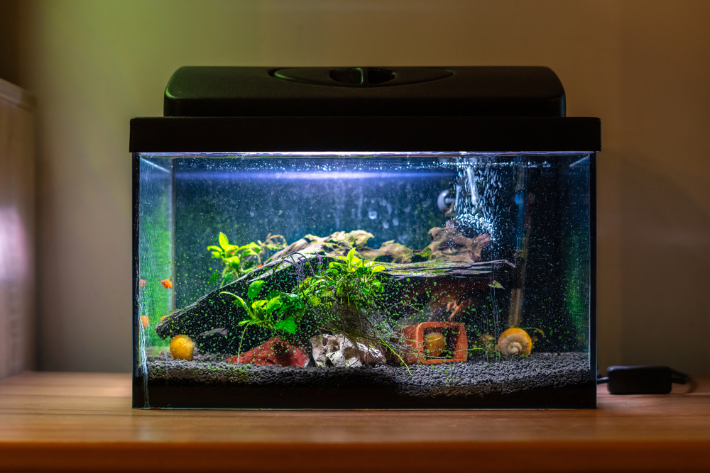 Safely Move Your Fish Tank With These Tips