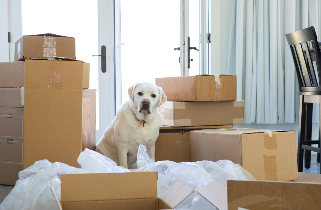 A Dog sitting in a living room surrounded by packed boxes.