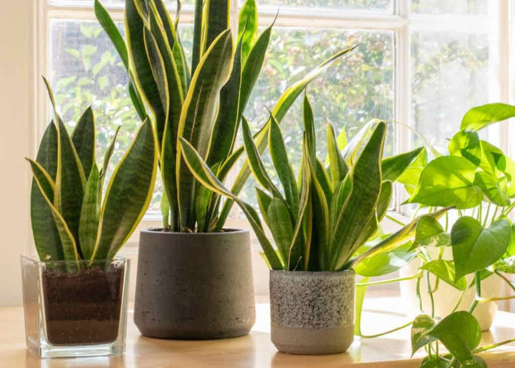 How to Move Plants into Your New Home in Miami