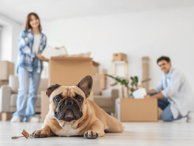 Moving with pets and kids