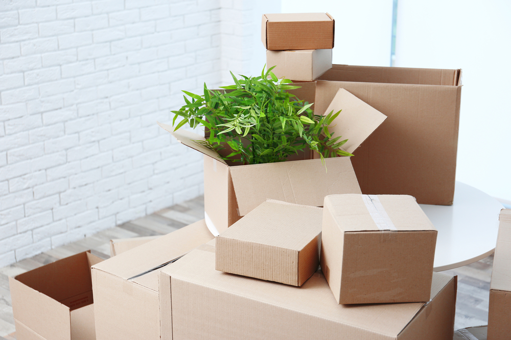 How to Move Plants into Your New Home in New Orleans