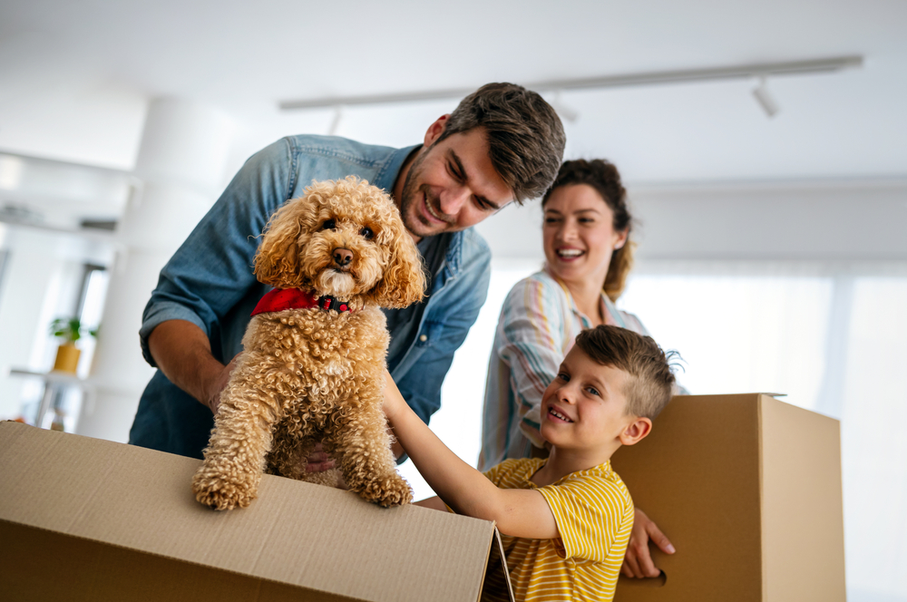 Moving With a Pet? Keep Them Happy and Safe With These Simple Steps