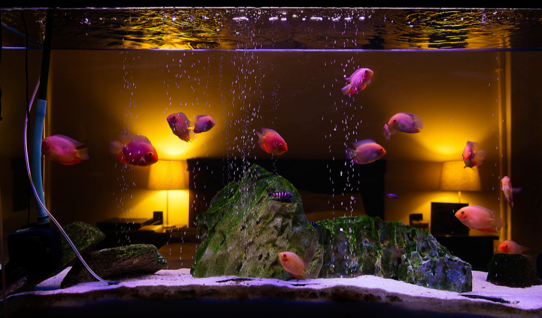 Steps to Safely Moving a Fish Tank