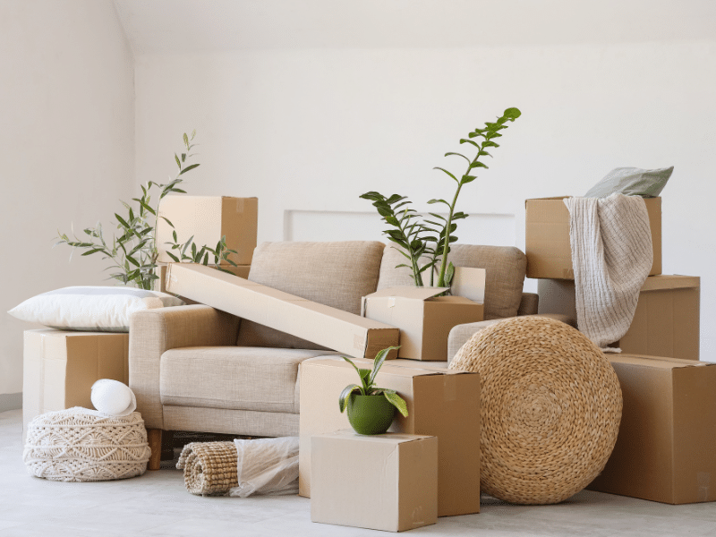 moving move houseplants during spring move