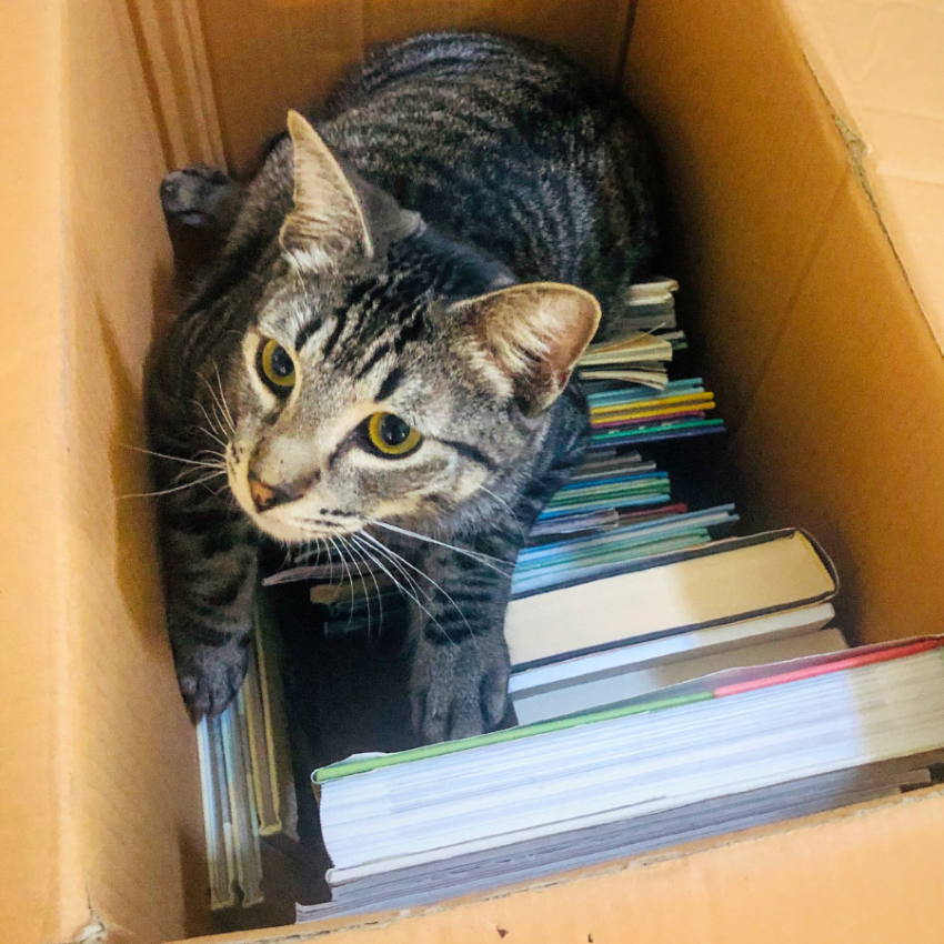 Cat sitting in a cardboard box with books.