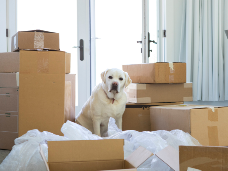 7 Helpful Tips for Moving With Pets