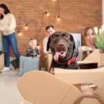 A Step by Step Guide to Moving with Pets in Southeast Massachusetts