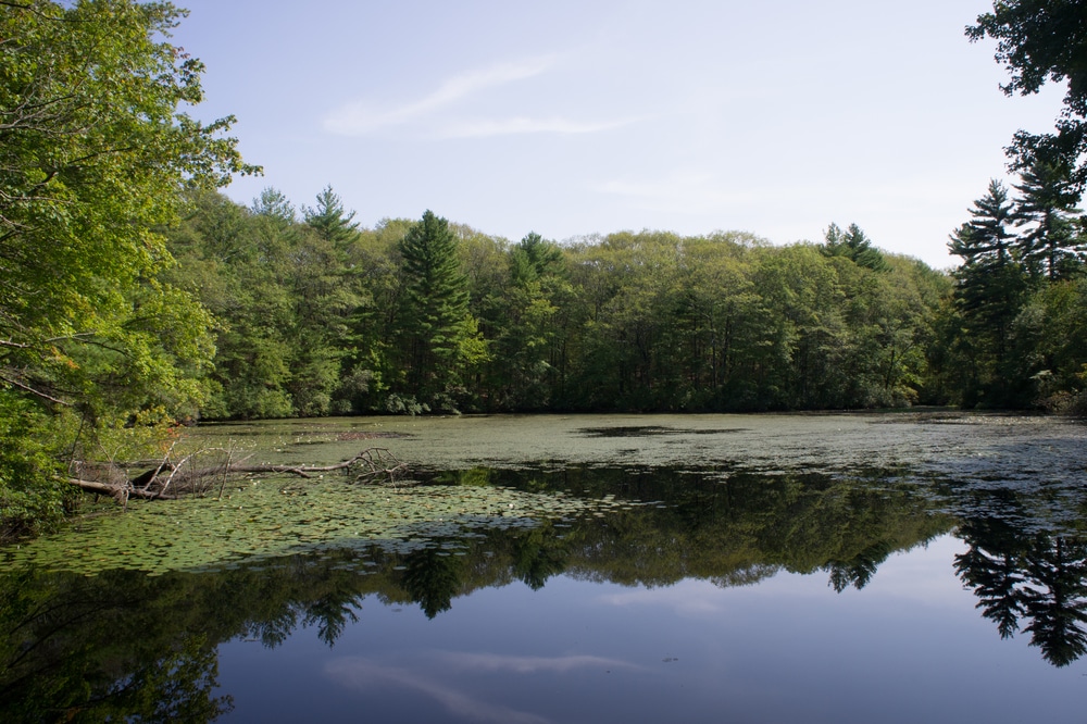 Embrace Nature’s Beauty: Top Five Activities to Experience in Dover, Massachusetts