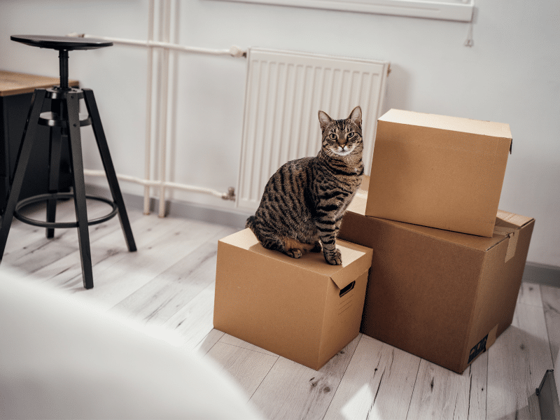 5 Clever Tips for Moving With Cats During a Relocation